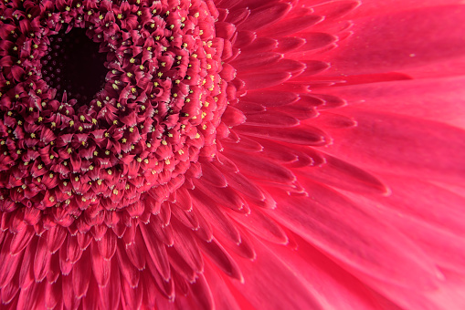 Macro photography of pink gerbera flower, fresh nature plant close-up. Floral texture pattern for background or wallpaper, detail of red flower with petals. Front view of beautiful flower.