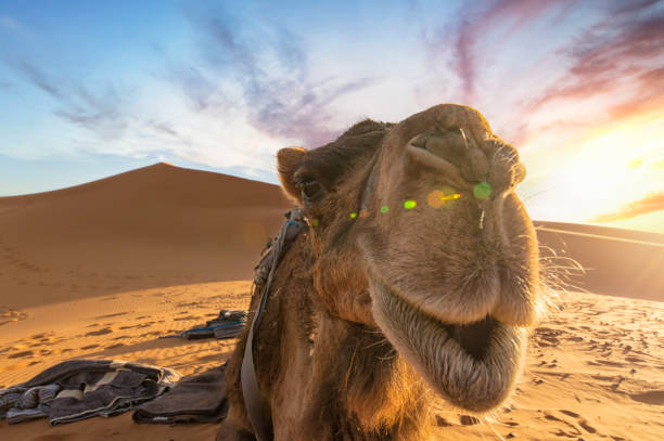 (messa a fuoco selettiva) vista mozzafiato di un cammello in posa per una foto sulle dune di sabbia del deserto di merzouga al tramonto. merzouga, marocco. - morocco desert camel africa foto e immagini stock