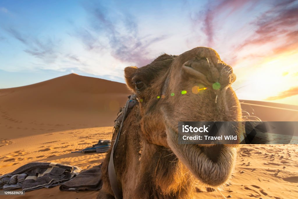 (Selective focus) Stunning view of a camel posing for a picture on the sand dunes of the Merzouga desert at sunset. Merzouga, Morocco. Morocco Stock Photo