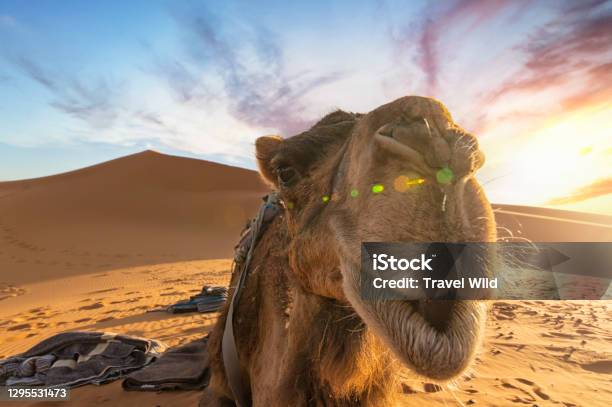 Stunning View Of A Camel Posing For A Picture On The Sand Dunes Of The Merzouga Desert At Sunset Merzouga Morocco Stock Photo - Download Image Now