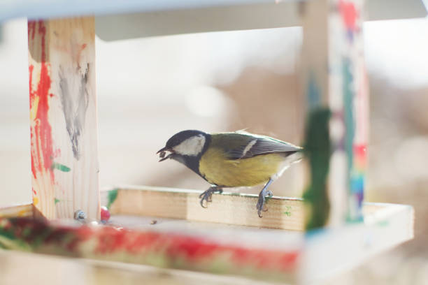 Wooden birds feeder with great tit on a windowsill