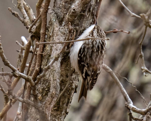 pájaro enredadera marrón en un árbol - agateador americano fotos fotografías e imágenes de stock