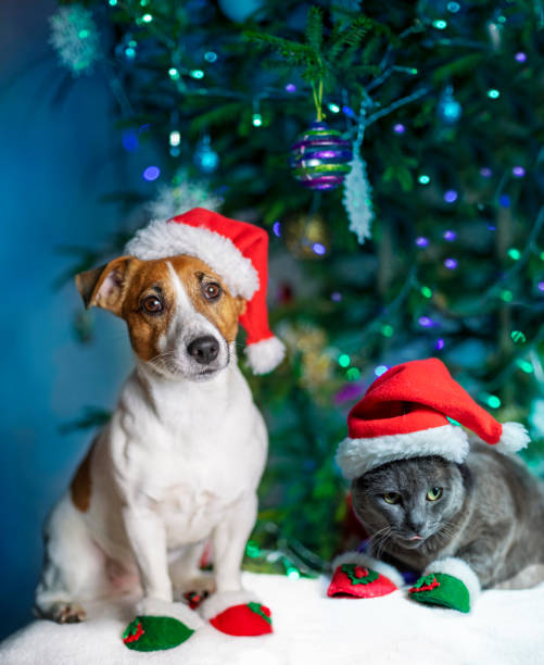 niedlichjack russell terrier und eine graue katze sitzen unter einem weihnachtsbaum auf einem dunkelblauen hintergrund mit lichtern, - christmas dachshund dog pets stock-fotos und bilder