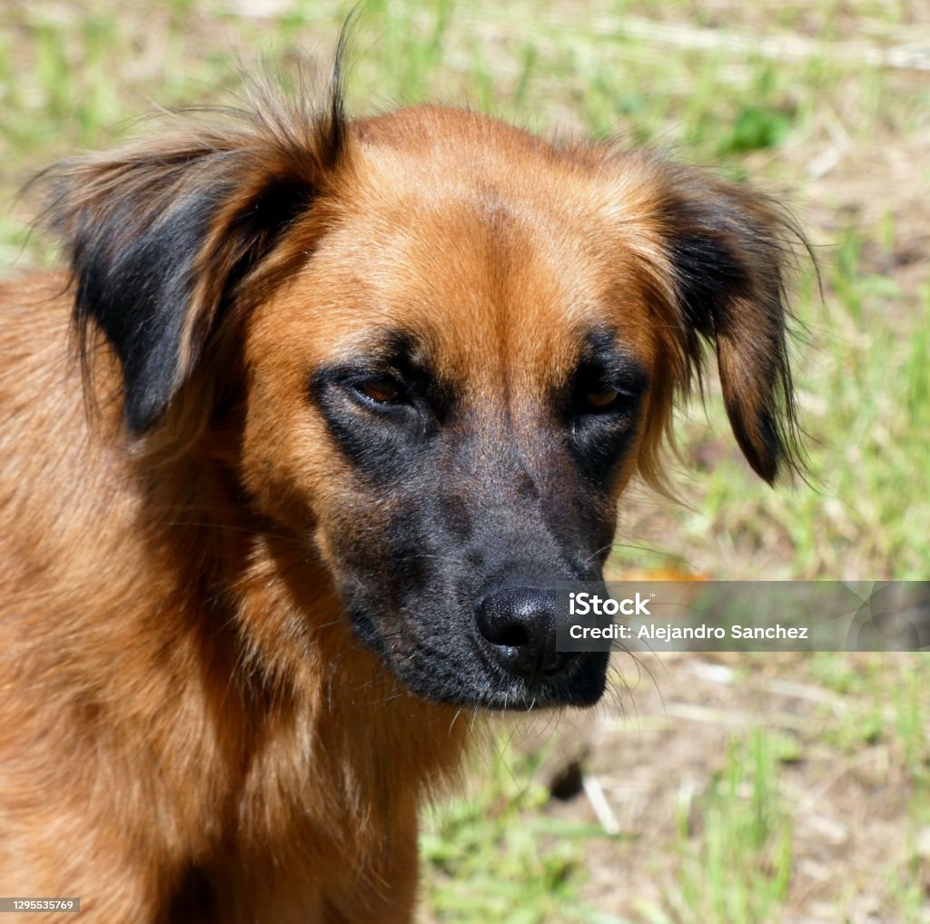 Dog seen from in front Big orange dog seen from in front in middle of a field. Animal Stock Photo