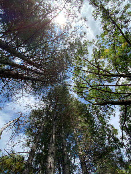 istock Look upwards to the blue sky with white clouds through the tall bare trees of a mixed forest 1295537655