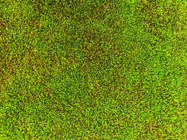 istock Green moss grass lawn meadow mossy ground ecology texture background. 1295537745