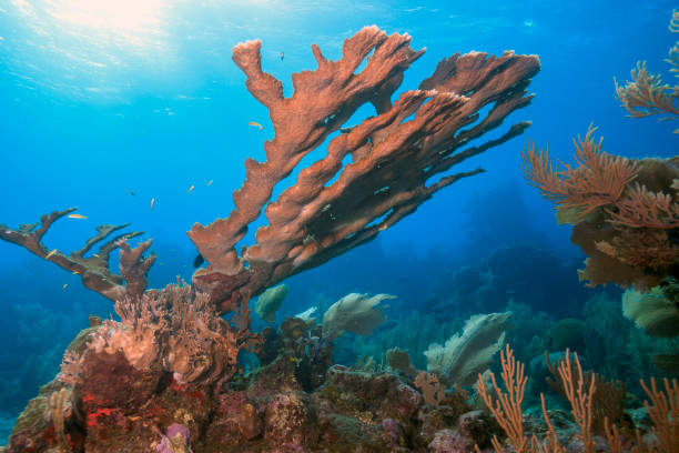 istock Elkhorn coral ,Acropora palmata 1295537773