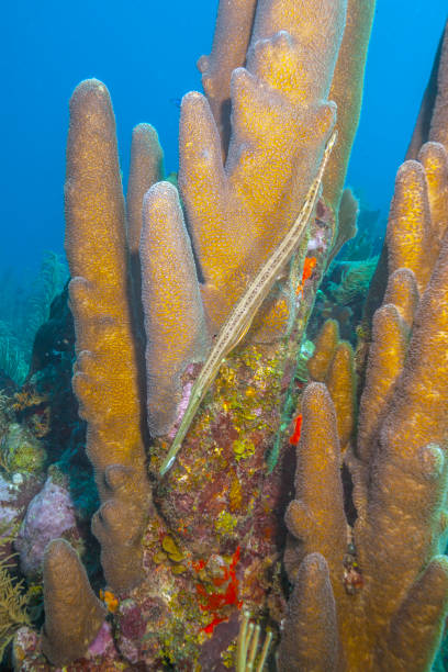 istock Caribbean coral garden 1295537790