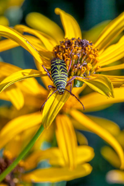 Lepturinae, the lepturine beetles, is a subfamily of the longhorn beetle family Cerambycidae