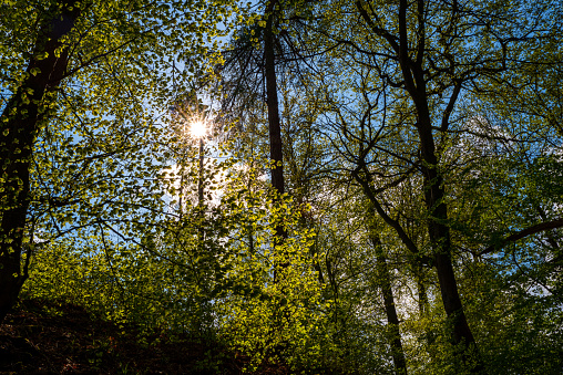 Sunshine and blue sky through the green foliage in the forest, Essen, Germany