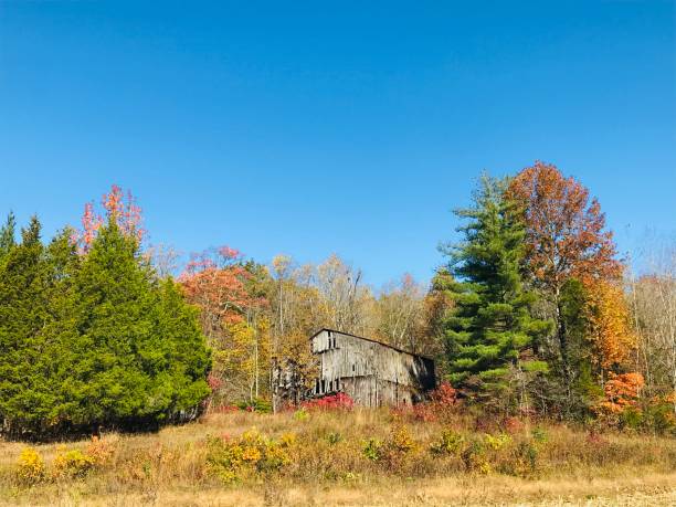 istock Autumn tobacco barn 1295539357