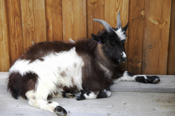 The Icelandic goat is one of the oldest and purest of European goat breeds, but also very rare. This Nordic breed arrived in Iceland in around 874 AD, brought by the first settlers who came to the island from Norway.