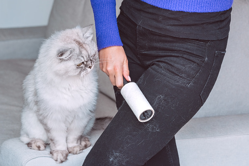 Woman cleaning black clothes with lint roller or sticky roller from grey cats hair. Clothes in pet fur. High quality photo