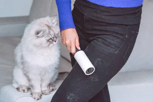 Photo of Woman cleaning black clothes with lint roller or sticky roller from grey cats hair. Clothes in pet fur