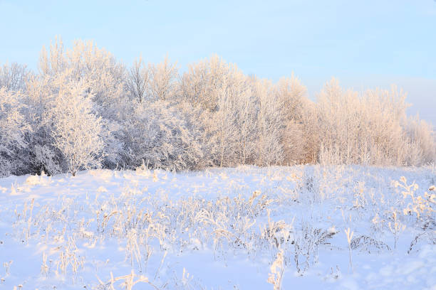 istock Russian nature in winter, Christmas background. After a snowfall, tree branches are covered with snow and sparkle in the sun, severe frost and low temperatures. This is a beautiful winter banner 1295544216