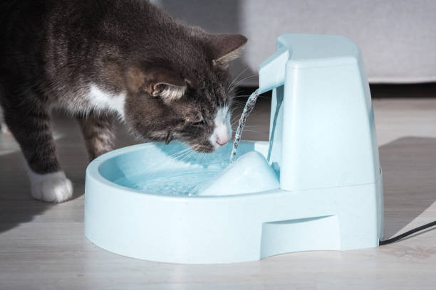 istock Cute stripped cat drinking from water dispenser or water fountain. Pet thirst. Dehydration in a cat 1295545722