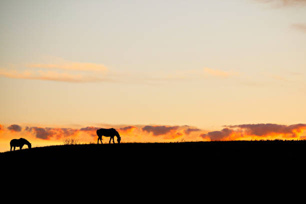 istock Horse Silhouette Sunset 1295545756