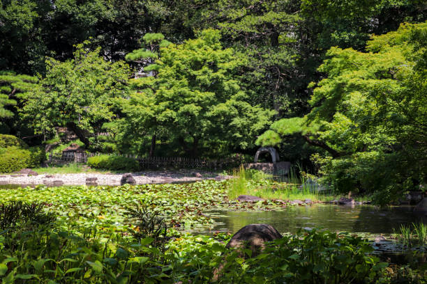 istock Japanese garden with greenery in summer 1295545884