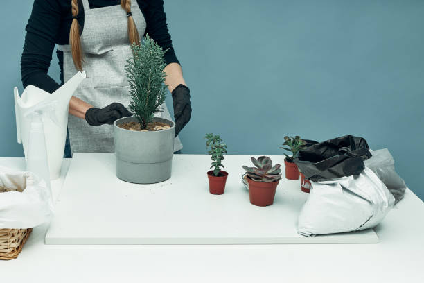 the girl plants indoor plants and flowers in soil and pots. plant care and maintenance. hobby. - 11927 imagens e fotografias de stock