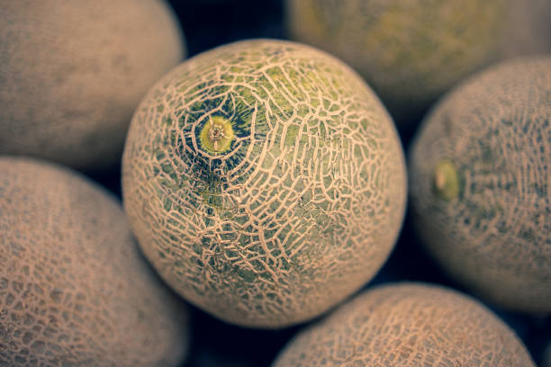 Background image of fresh cantaloupe melons close up