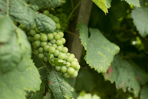 Bunch of green grapes in a vineyard dedicated to wine production in Carmelo, Uruguay