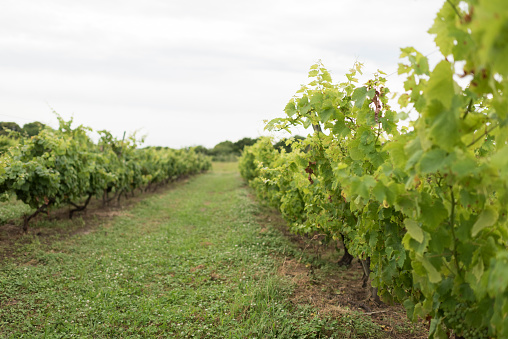 Vineyard dedicated to wine production in Carmelo, Uruguay. Image taken on a cloudy summer afternoon.