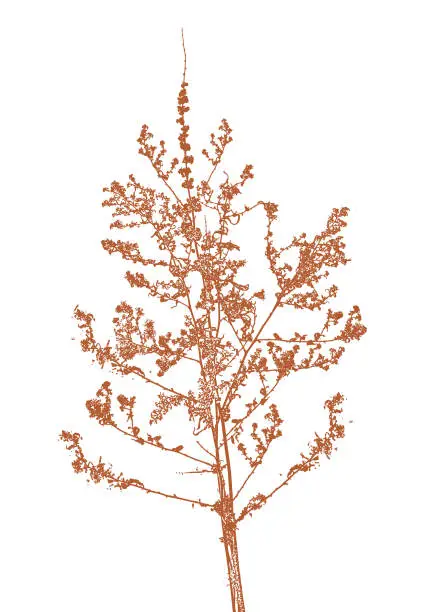 Vector illustration of Close-up of dried wildflower