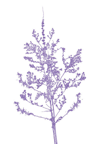 말린 야생화의 클로즈업 - lavender dried plant lavender coloured bunch stock illustrations