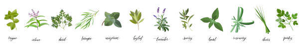 ilustraciones, imágenes clip art, dibujos animados e iconos de stock de hierbas y especias gran conjunto. - tarragon herb spice freshness