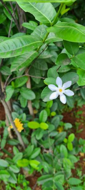 istock Gardenia Jasminoides 1295557680