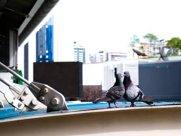istock A couple pigeon in city roof. 1295557855