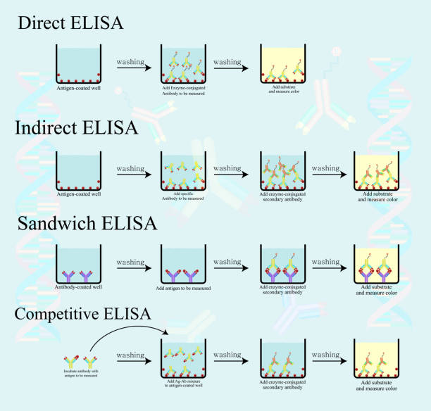 ilustrações de stock, clip art, desenhos animados e ícones de 4 type of elisa infographic concept - kd