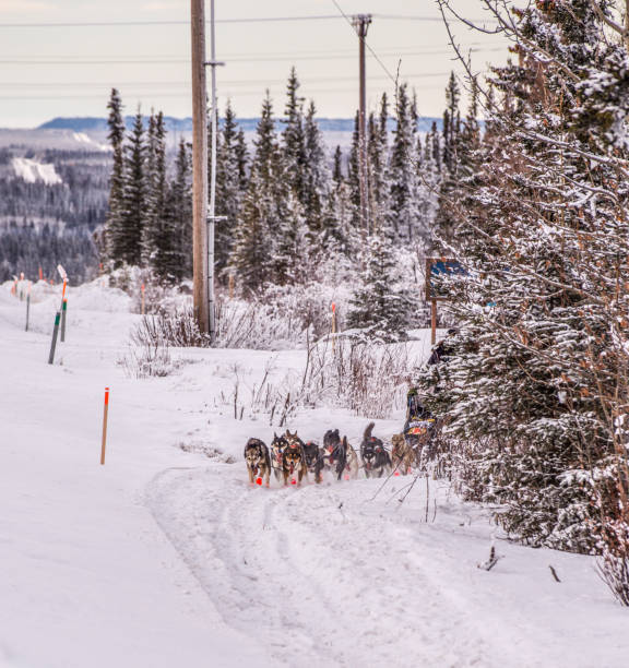 istock Sled Dogs Heading Off on the Trail 1295560206