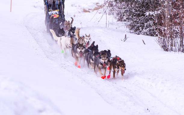 istock Sled Dogs in Interior Alaska 1295560208
