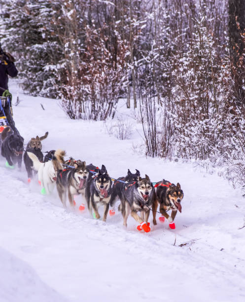istock Sled Dogs in Interior Alaska 1295560211