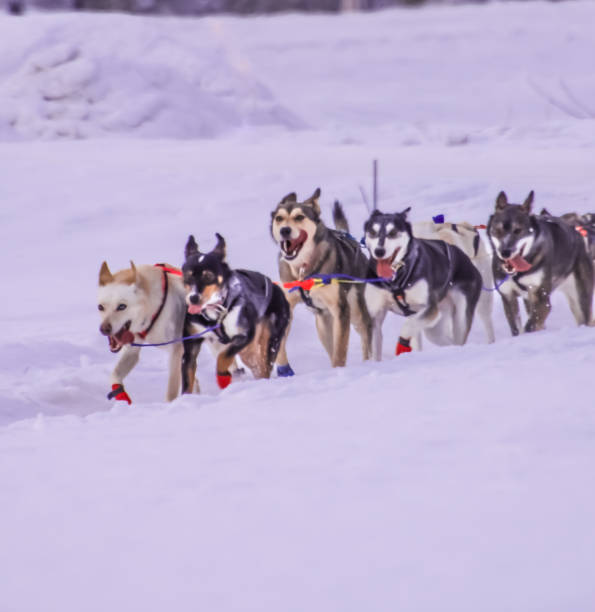 istock Sled Dogs in Interior Alaska 1295560218