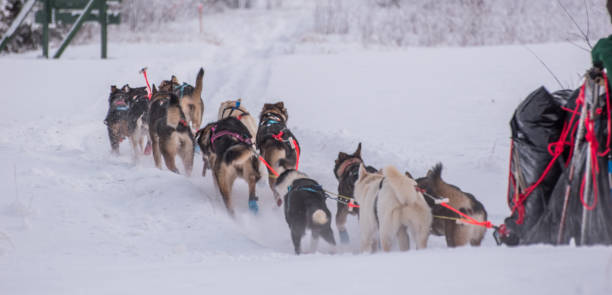 istock Sled Dogs in Interior Alaska 1295560222