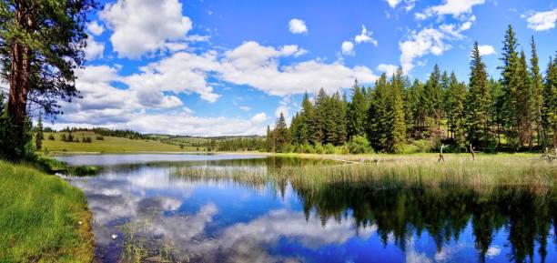 istock Upland pond and grassland in summer. 1295562691