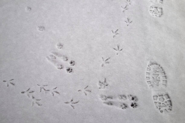 empreintes de pas d’un oiseau d’un lièvre d’un chat et d’un homme dans la neige - pulse trace photos et images de collection