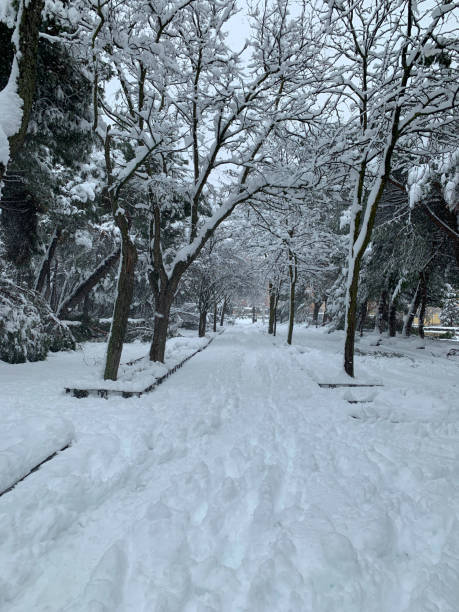 istock Liana park covered with snow 1295563351