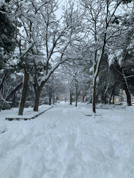 istock Liana park covered with snow 1295563363