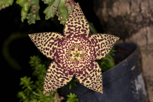 Star Cactus Flower Stock Photo - Download Image Now - Starfish, Cactus,  Plant - iStock