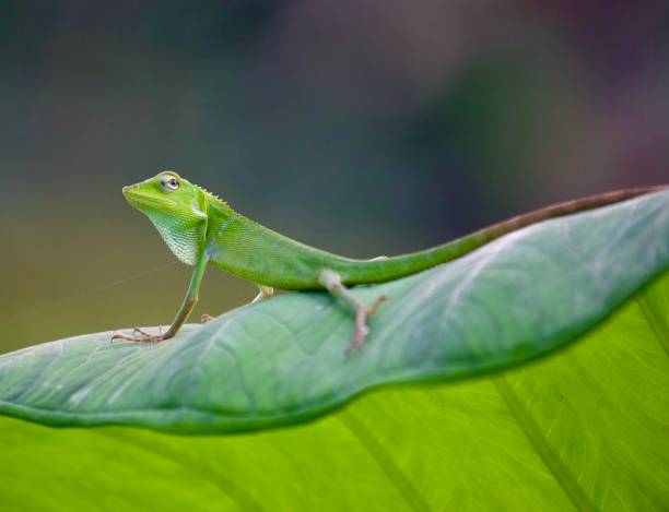 istock Vibrant Green Chameleon on a Large Green Leaf in Bali 1295564277