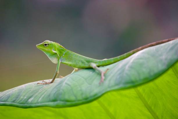 istock Vibrant Green Chameleon on a Large Green Leaf in Bali 1295564281
