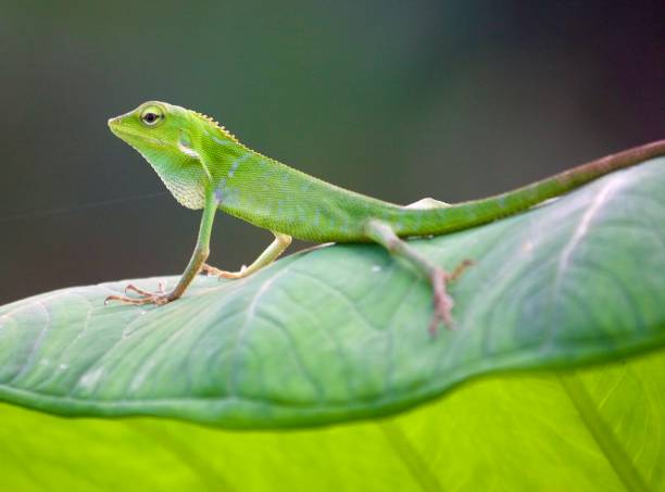 Vibrant Green Chameleon on a Large Green Leaf in Bali