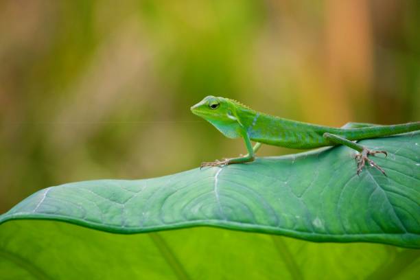istock Vibrant Green Chameleon on a Large Green Leaf in Bali 1295564298