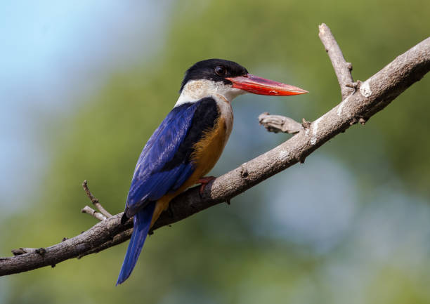 istock Black-capped Kingfisher. 1295564301