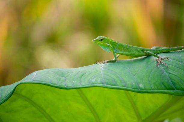istock Vibrant Green Chameleon on a Large Green Leaf in Bali 1295564305