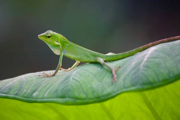 istock Vibrant Green Chameleon on a Large Green Leaf in Bali 1295564326