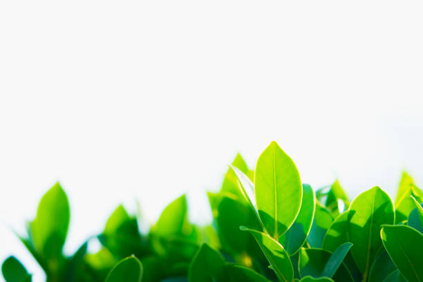 Closeup nature view of green leaf on white background using as fresh ecology background concept